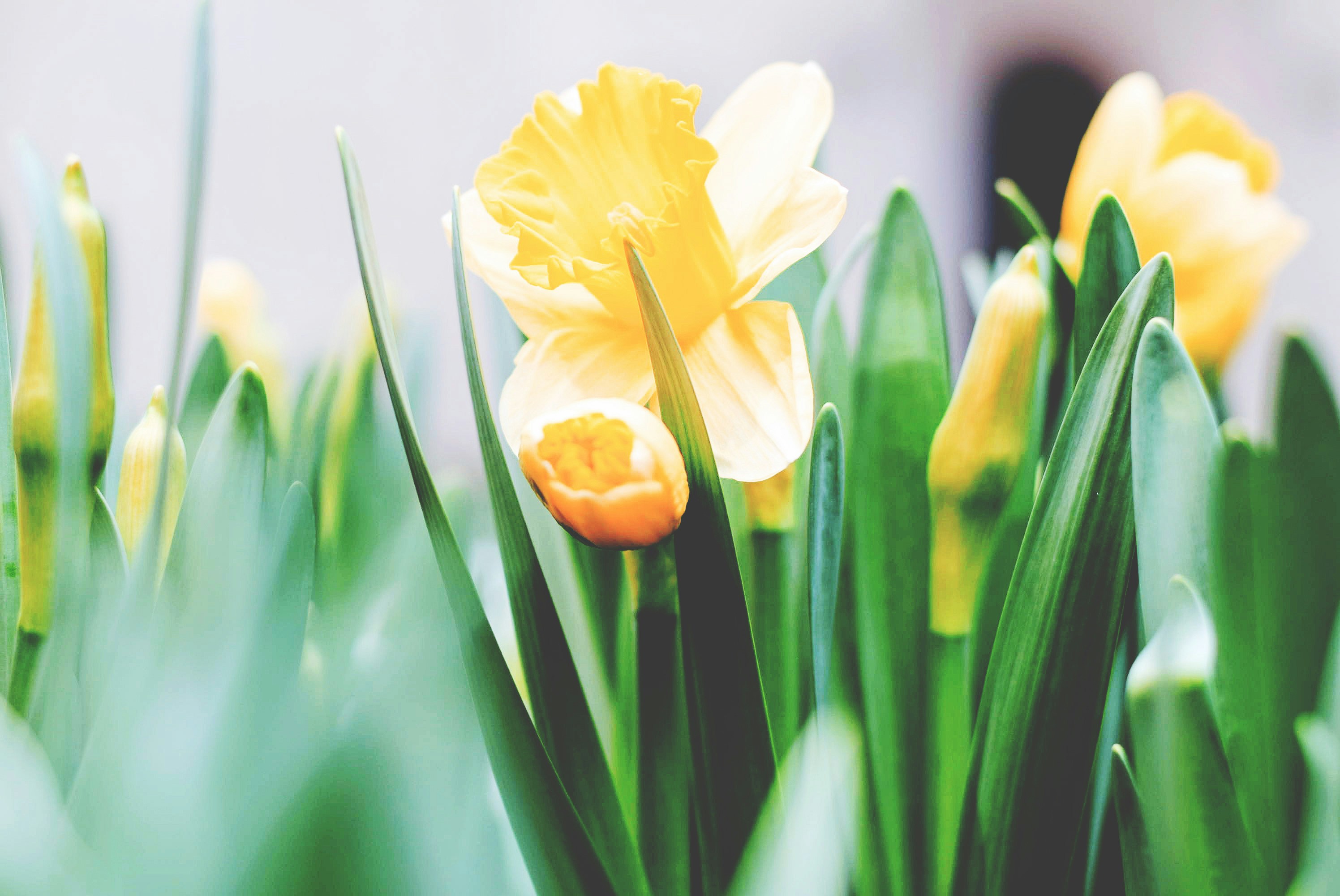 easter daffodils